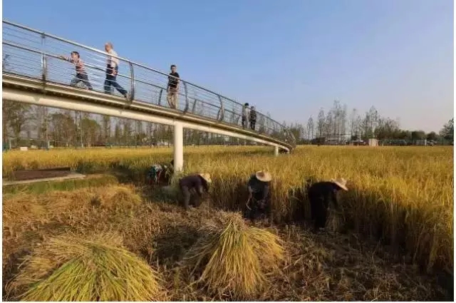 1514275532133514.jpg s04.webp.jpg