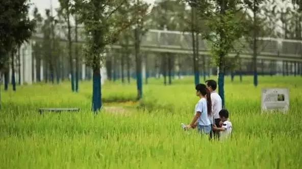 1514275557747591.jpg s05.webp.jpg